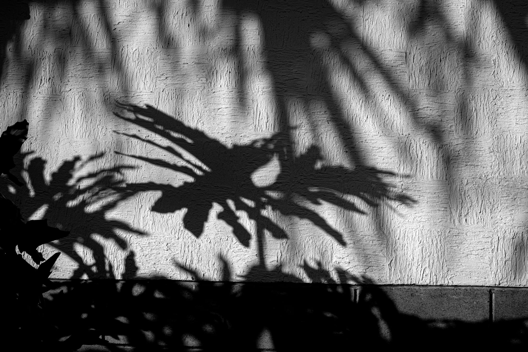 Palm frond shadows on a white stucco wall